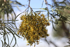 Hakea macrocarpa