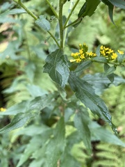 Solidago ulmifolia