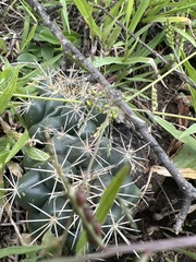 Coryphantha