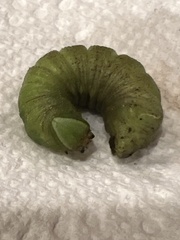 Paonias excaecata