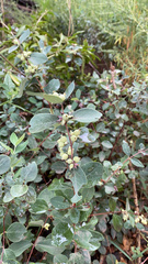 Symphoricarpos occidentalis