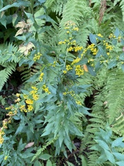 Solidago ulmifolia