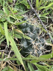 Coryphantha