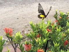 Troides amphrysus ruficollis