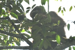 Pongo pygmaeus