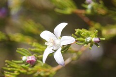 Philotheca reichenbachii