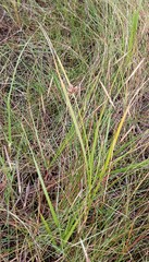 Schoenoplectus pungens