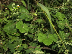 Malva