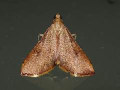 Endotricha pyrosalis