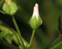 Malva