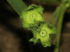 Malva