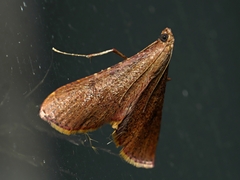 Endotricha pyrosalis