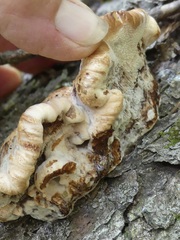 Ischnoderma resinosum