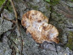 Ischnoderma resinosum