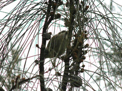 Melithreptus brevirostris