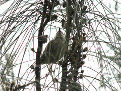 Melithreptus brevirostris
