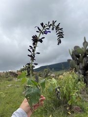 Salvia mexicana