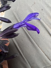 Salvia mexicana