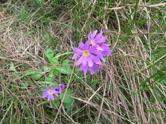 Primula cuneifolia