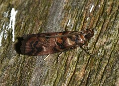 Dioryctria pygmaeella