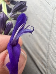 Salvia mexicana