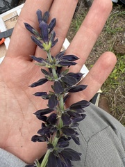 Salvia mexicana