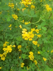 Faboideae
