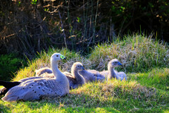 Cereopsis novaehollandiae