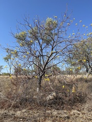 Cochlospermum gillivraei