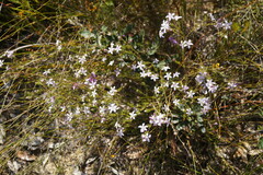 Philotheca reichenbachii