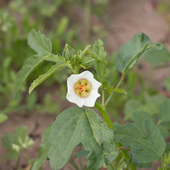 Hibiscus verdcourtii
