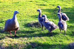 Cereopsis novaehollandiae