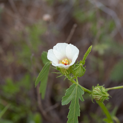 Hibiscus verdcourtii