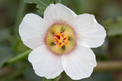 Hibiscus verdcourtii