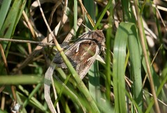 Anagrapha falcifera