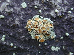 Rhizoplaca subdiscrepans