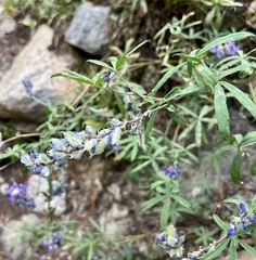 Lupinus argenteus