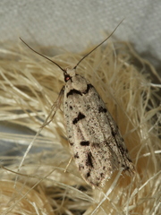 Scatochresis episema