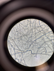 Penicillium