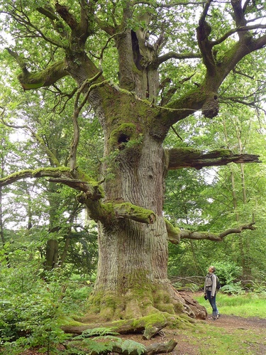 Mature pedunculate oak