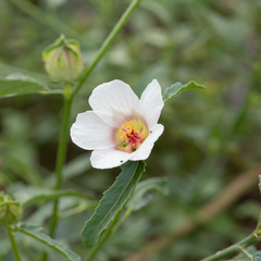 Hibiscus verdcourtii