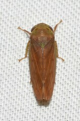 Polana quadrinotata
