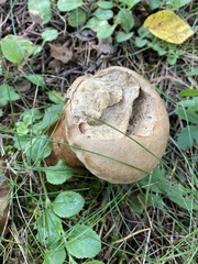 Lycoperdon excipuliforme