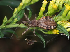 Acholla multispinosa
