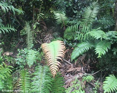 Blechnum chilense