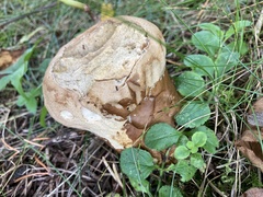 Lycoperdon excipuliforme