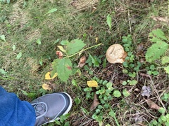 Lycoperdon excipuliforme