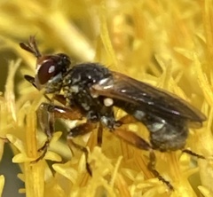 Thecophora