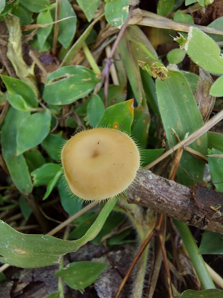 Lentinus flexipes · September 2022 · photo: © francisperez28 (iNaturalist, cc-by)