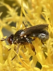 Thecophora